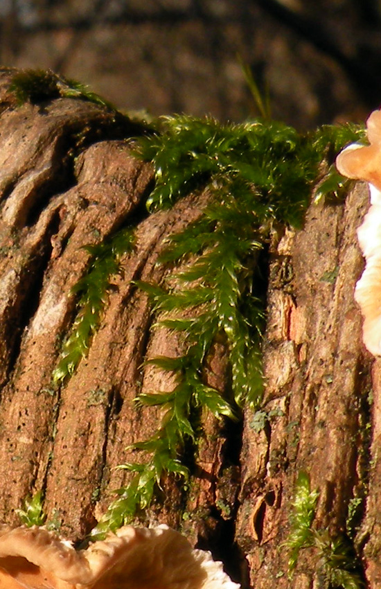 Bryophyta: dovrebbe essere Hypnum cupressiforme